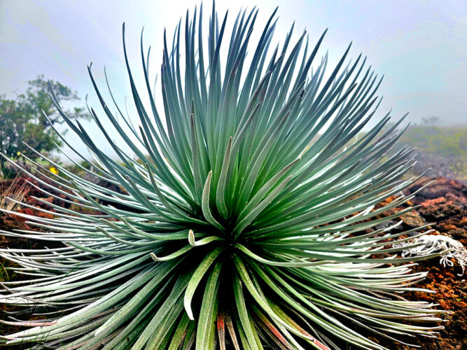 Send your best photos from Maui County to mauiphotos@mauinews.com for a chance to see them featured on our website and in our weekly print edition.